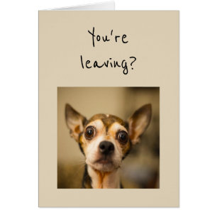 Je gaat weg? Nee! Fun Chihuahua Dog