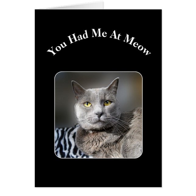 Je had me op een gemiddelde Russische blauwe kat. (Voorkant)