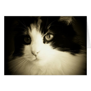 Je had me op Meow Card