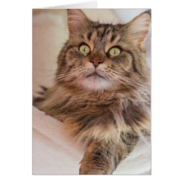 Je hebt mijn aandacht. - Maine Coon-kattenkaart