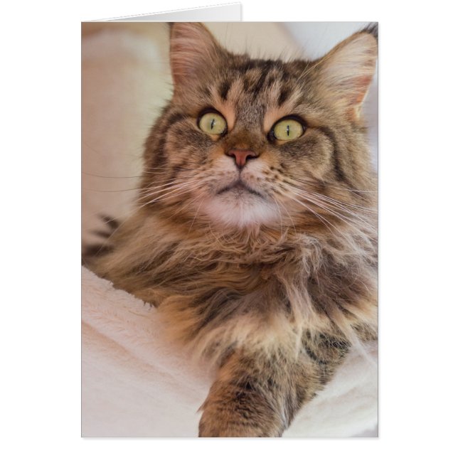Je hebt mijn aandacht. - Maine Coon-kattenkaart (Voorkant)