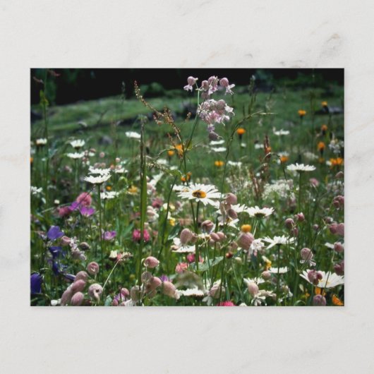 JE HOEFT DE NATUUR VAN HET LEVEN NIET TE BEGRIJPEN BRIEFKAART (Voorkant)