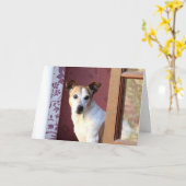 Je hond missen kaart (Gele Bloem)