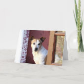 Je hond missen kaart (Voorkant)