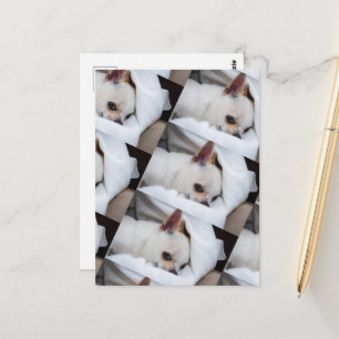 Je hond van een huisdier, aangepast foto chihuahua briefkaart