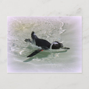 Je kunt niet gek worden op een pinguïn. briefkaart