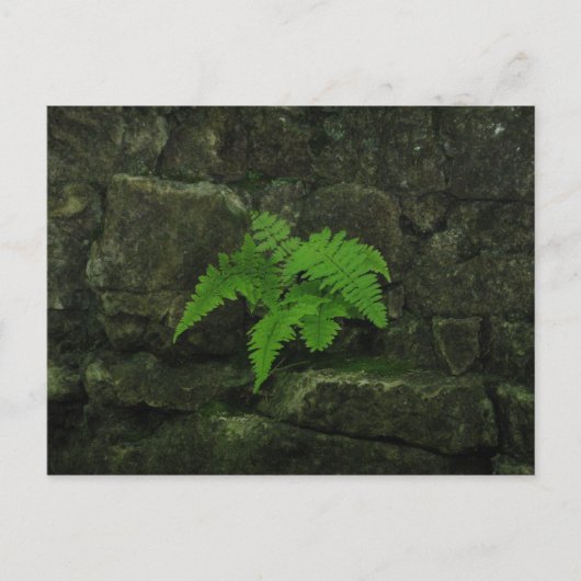 Je kunt overleven... briefkaart (Voorkant)