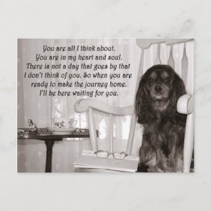 Je mist mij: een Cavalier King Charles Spaniel kaa Briefkaart