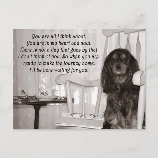 Je mist mij: een Cavalier King Charles Spaniel kaa Briefkaart (Voorkant)