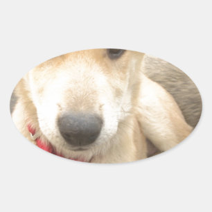 Je moet elke dag je liefde wekken ovale sticker