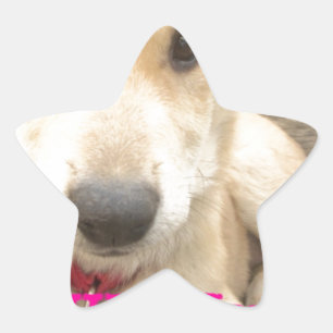 Je moet elke dag je liefde wekken ster sticker