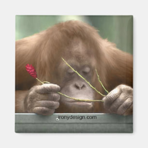 Je ontbreekt magneet