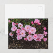 Jeanne LaJoie Roos #1 Briefkaart (Voorkant / Achterkant)