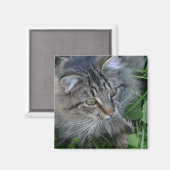 Jebediah. Magneet (Voorkant / Achterkant)