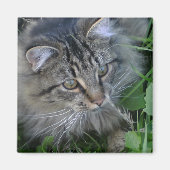 Jebediah. Magneet (Voorkant)