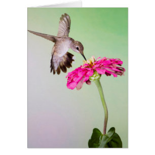 Jeff Davis County, Texas