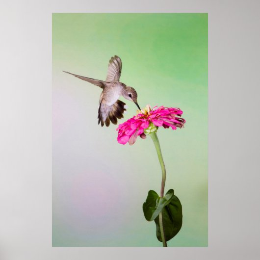 Jeff Davis County, Texas Poster (Voorkant)