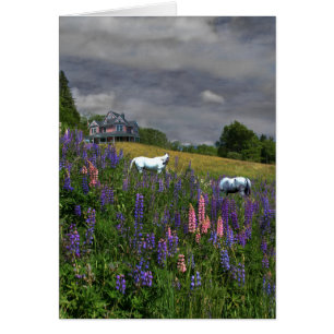 Jefferson Lupine Mindscape