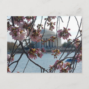 Jefferson Memorial National Cherry Blossom Fest Briefkaart