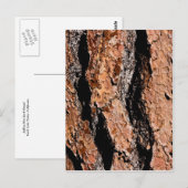 Jeffrey Pine Bark Detail Briefkaart (Voorkant / Achterkant)