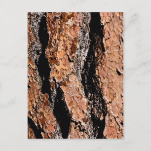 Jeffrey Pine Bark Detail Briefkaart