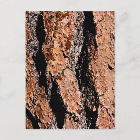 Jeffrey Pine Bark Detail Briefkaart (Voorkant)