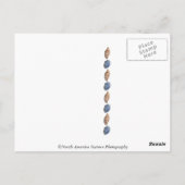 Jekyll Island, Georgia Briefkaart (Achterkant)