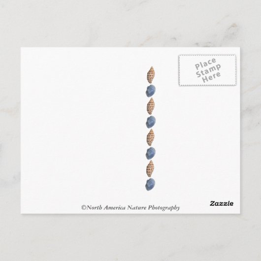 Jekyll Island, Georgia Briefkaart (Achterkant)