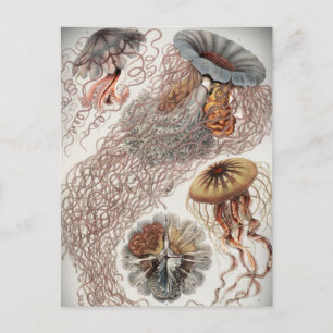 Jellies (kwal) in pastelkleuren briefkaart