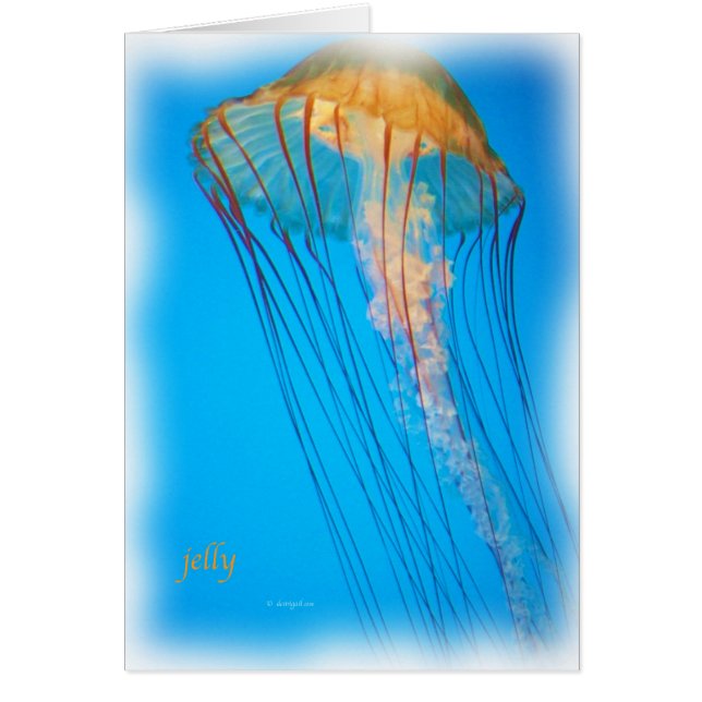 jelly_2643_Paint (Voorkant)