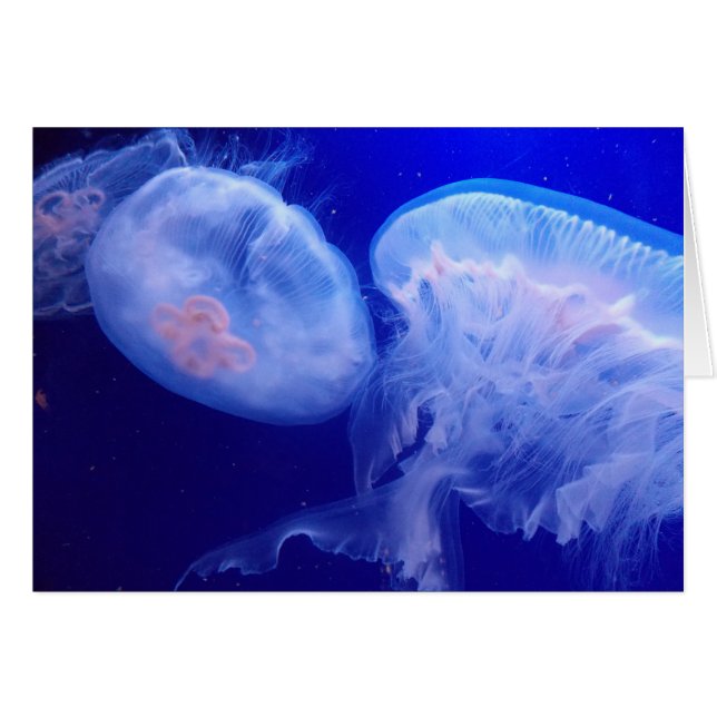 Jelly Balance (Voorkant Horizontaal)