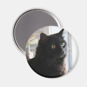 Jelly Bean, de zwarte drop kat, magneet (Voorkant / Achterkant)