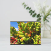 Jelly Bean Vetplant Briefkaart (Staand voorkant)
