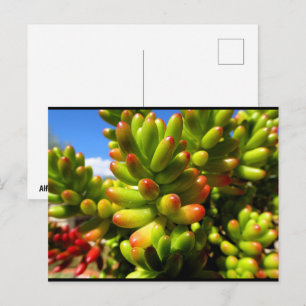 Jelly Bean Vetplant Briefkaart