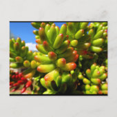 Jelly Bean Vetplant Briefkaart (Voorkant)
