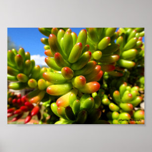 Jelly Bean Vetplant Poster