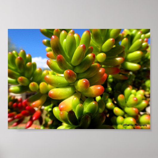 Jelly Bean Vetplant Poster (Voorkant)