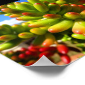 Jelly Bean Vetplant Poster (Hoek)