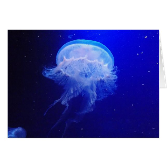 Jelly Bely (Voorkant Horizontaal)