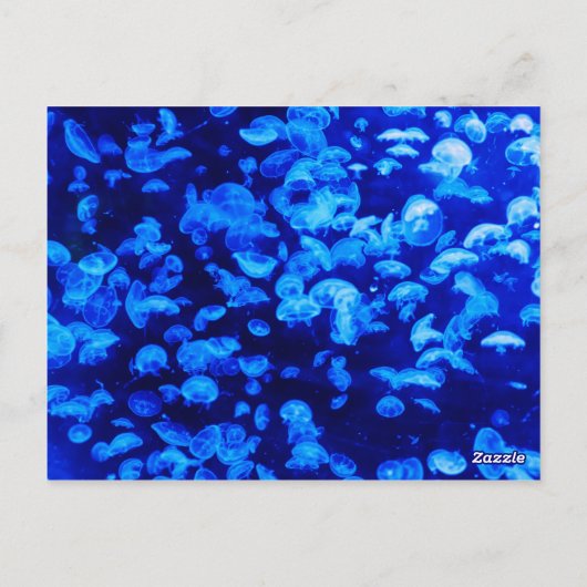 Jelly Blue Fish Briefkaart (Achterkant)