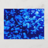 Jelly Blue Fish Briefkaart (Voorkant)