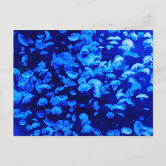 Jelly Blue Fish Briefkaart (Voorkant)