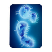 Jelly fish 2013 magneet (Verticaal)