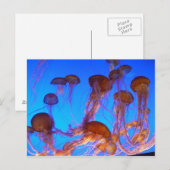 Jelly Fish Briefkaart (Voorkant / Achterkant)