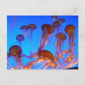 Jelly Fish Briefkaart (Voorkant)