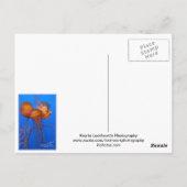 Jelly Fish Briefkaart (Achterkant)