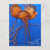 Jelly Fish Briefkaart (Voorkant)