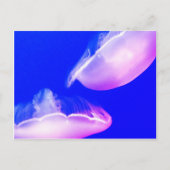 Jelly Fish Briefkaart (Voorkant)