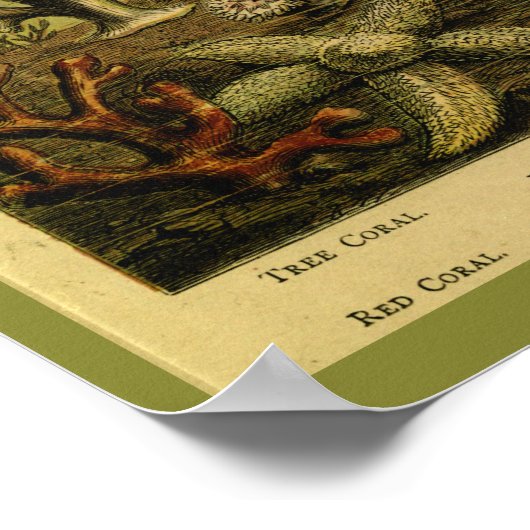 Jelly Fish Medusa Starfish Coral Art afdrukken Poster (Hoek)