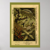 Jelly Fish Medusa Starfish Coral Art afdrukken Poster (Voorkant)